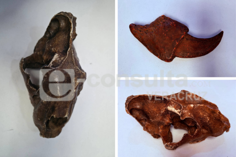 Hallan yacimiento paleontológico de hace 15 mil años en Maltrata 