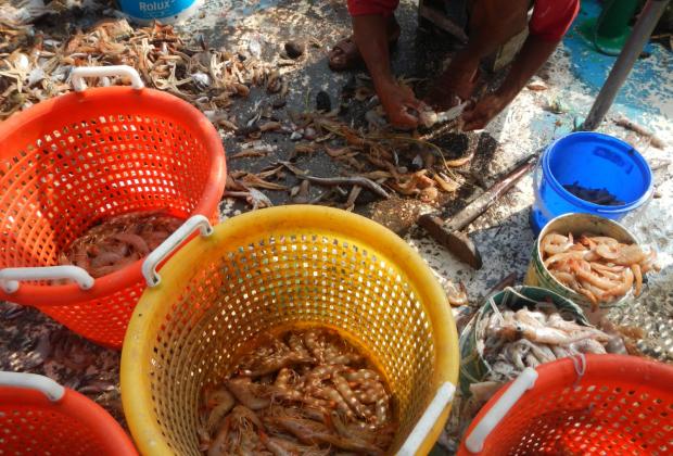 Veda de camarón deja endeudados a pescadores de Alvarado