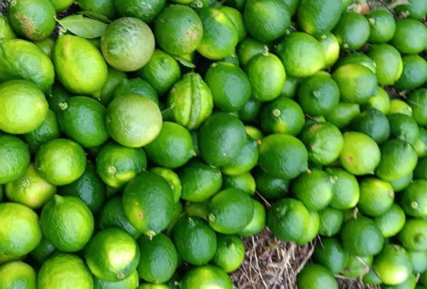 Por pesticidas, Estados Unidos rechaza limón persa de Veracruz