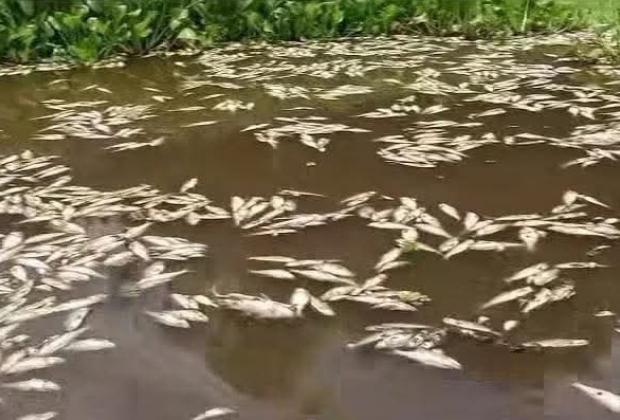 Reportan mortandad masiva de peces en el río Papaloapan