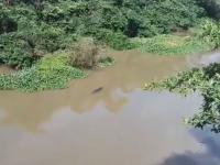 Emiten alerta en Pajapan por cocodrilo en río Úrsulo