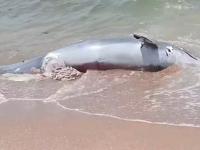 Localizan un delfín muerto con las visceras expuestas, en Coatza