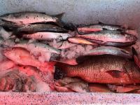 Derrame hunde 50 porciento las ventas de pescado en Veracruz