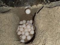 Desove de tortugas moviliza operativo especial en playas de Nautla