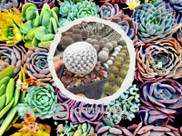 cactus_y_suculentas-Expo_Dealers-Xalapa