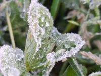 Helada blanca cubre de hielo a Las Vigas en el Día de la Bandera 