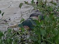 Hallan cuerpo de un hombre flotando en río de Alvarado