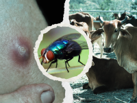 humanos y animales, gusano barrenador, Veracruz