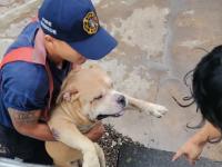 Incendio consume casa en Veracruz y rescatan a 7 perros
