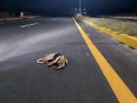 Muere oso hormiguero atropellado en carretera de Alvarado
