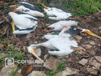 pelícanos muertos, Atoyac, contaminación