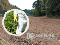 plaguicidas-emergencia_ambiental-Xalapa
