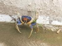Inicia vigilancia por veda del cangrejo azul en Coatzacoalcos