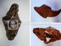 Hallan yacimiento paleontológico de hace 15 mil años en Maltrata 